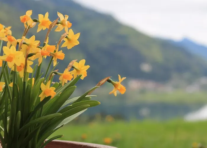 Panorama شاليه والشسي